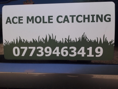 Ace Mole Catching